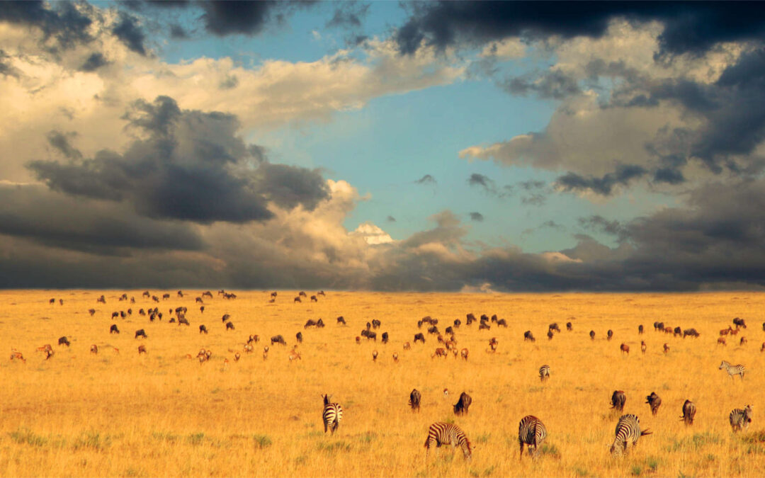 Afrika | Kenya | ©Larimer Images/Shutterstock.com
