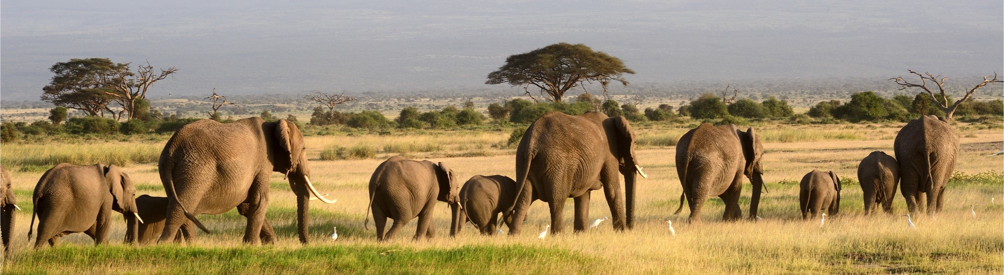 Afrikanische Elefanten im Amboseli Nationalpark Kenya