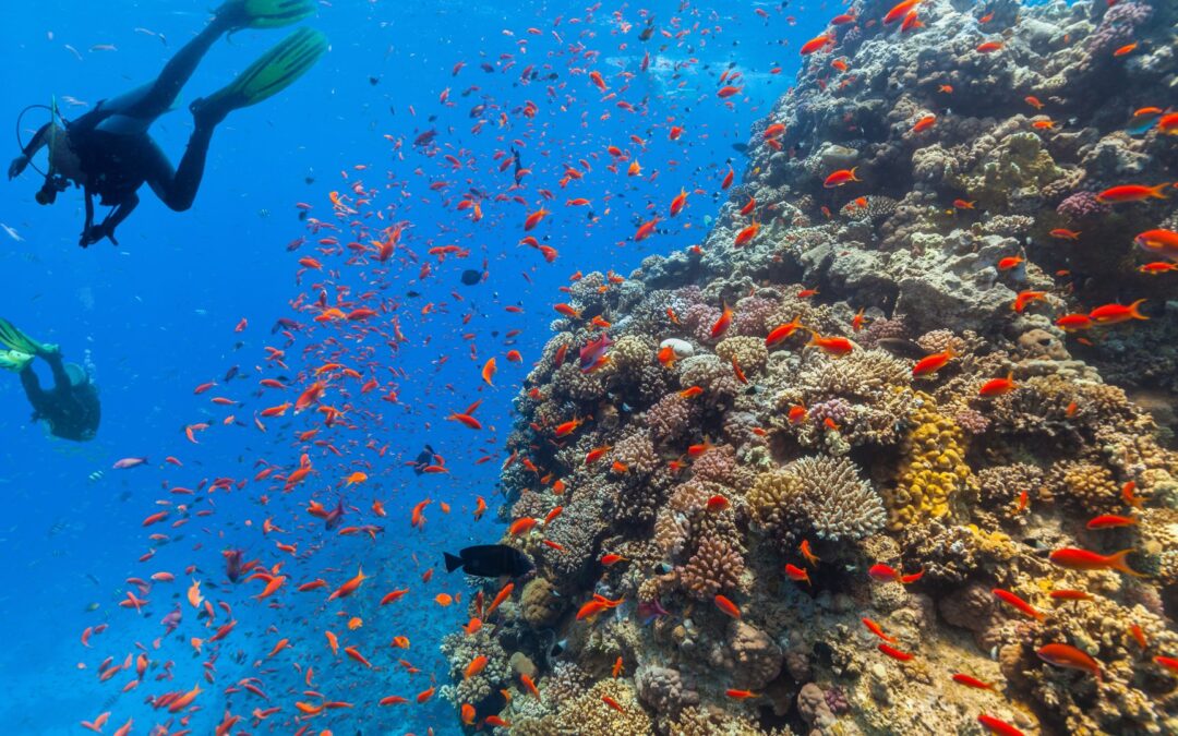 Tauchen am Korallenriff | ©Jag_cz/Shutterstock.com