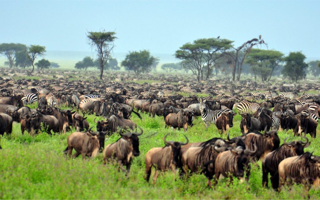 Afrika | Tansania | ©EastVillage Images/Shutterstock.com