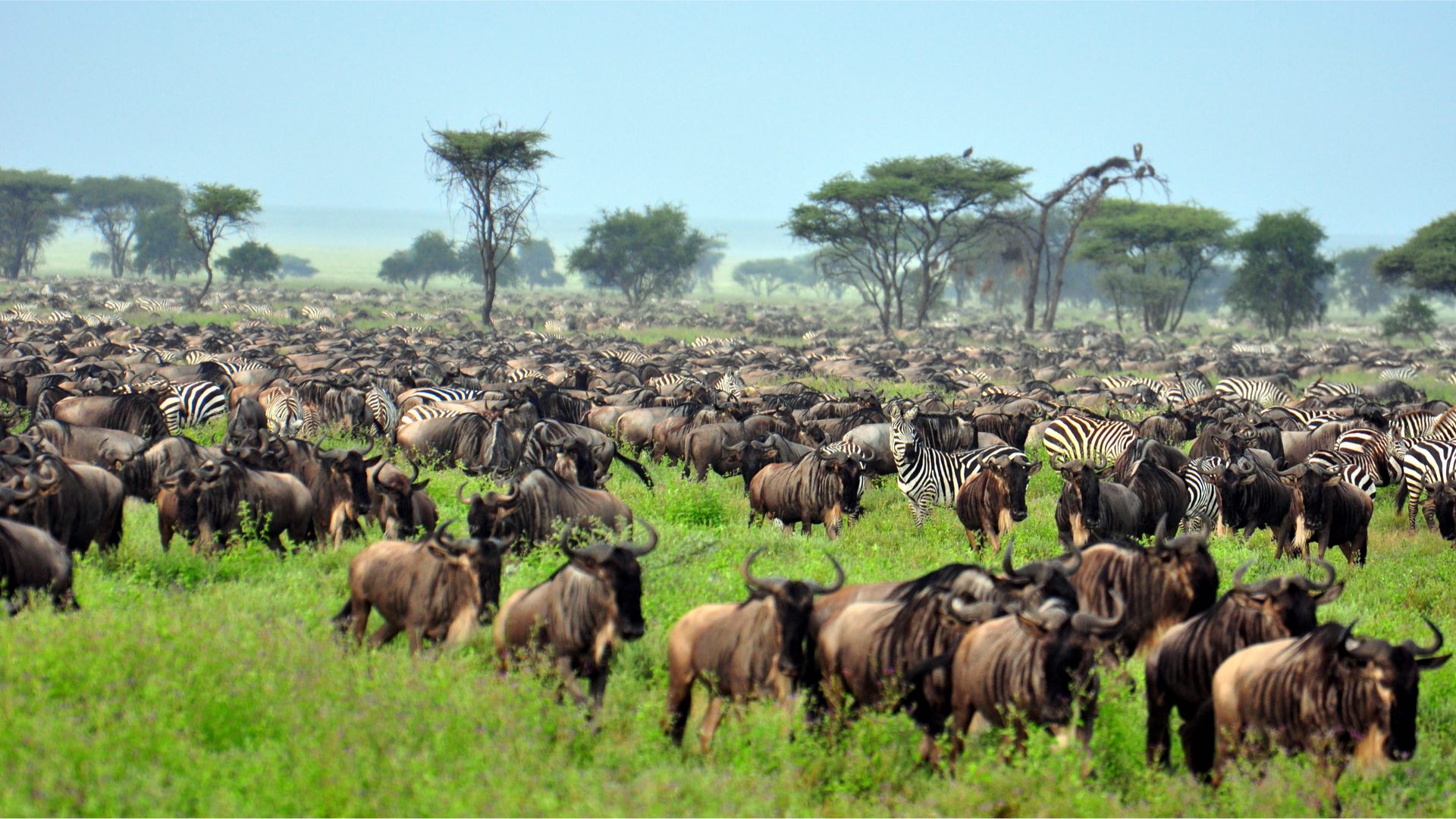 Serengeti, Tanzania - Reiseziele Beller & Preuss - Reisebüro Rosenheim