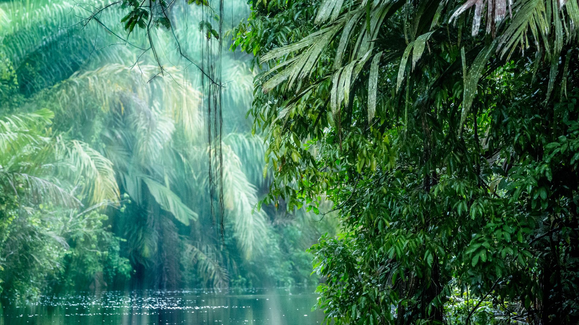 Regenwald Costa Rica - Reiseziele Beller & Preuss - Reisebüro Rosenheim