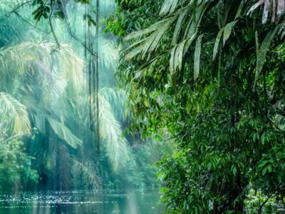 Regenwald Costa Rica - Reiseziele Beller & Preuss - Reisebüro Rosenheim